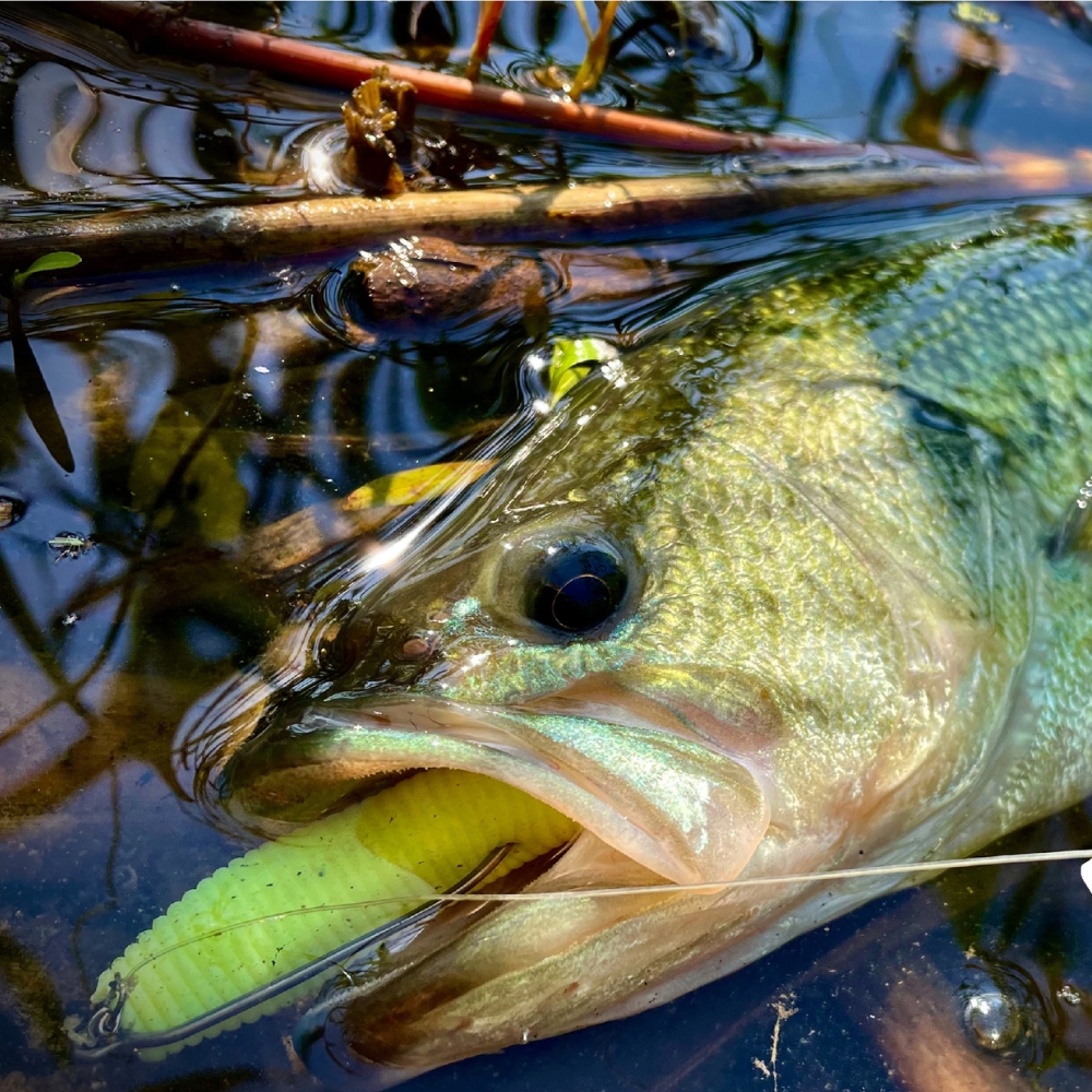 Cast&Catch SCREW-LOCK Weedless - مراجعة Fishing Hook Weedless وسعره